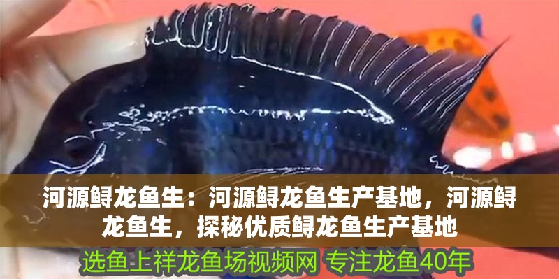 河源鱘龍魚生：河源鱘龍魚生產基地，河源鱘龍魚生，探秘優質鱘龍魚生產基地