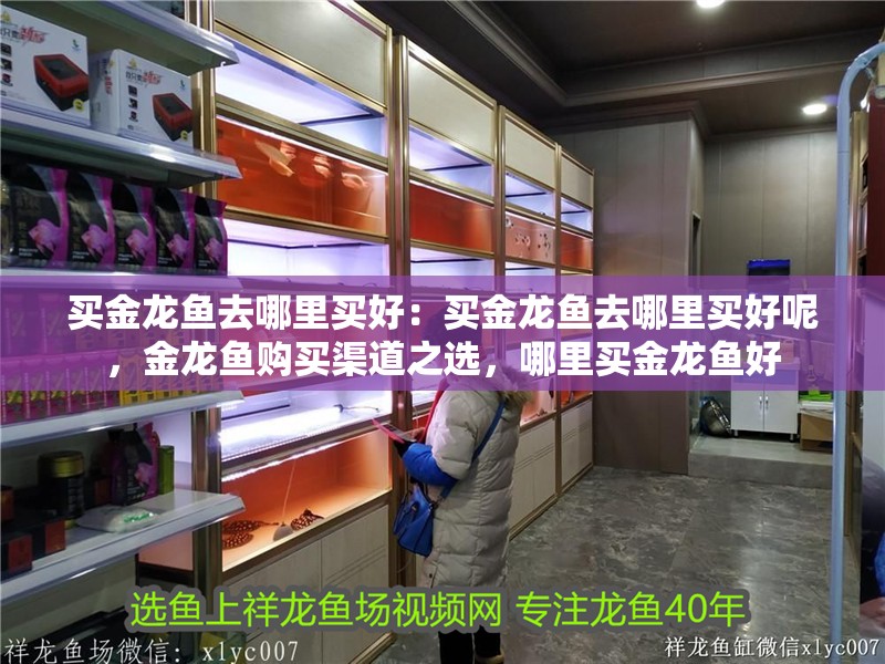 買金龍魚去哪里買好：買金龍魚去哪里買好呢，金龍魚購買渠道之選，哪里買金龍魚好