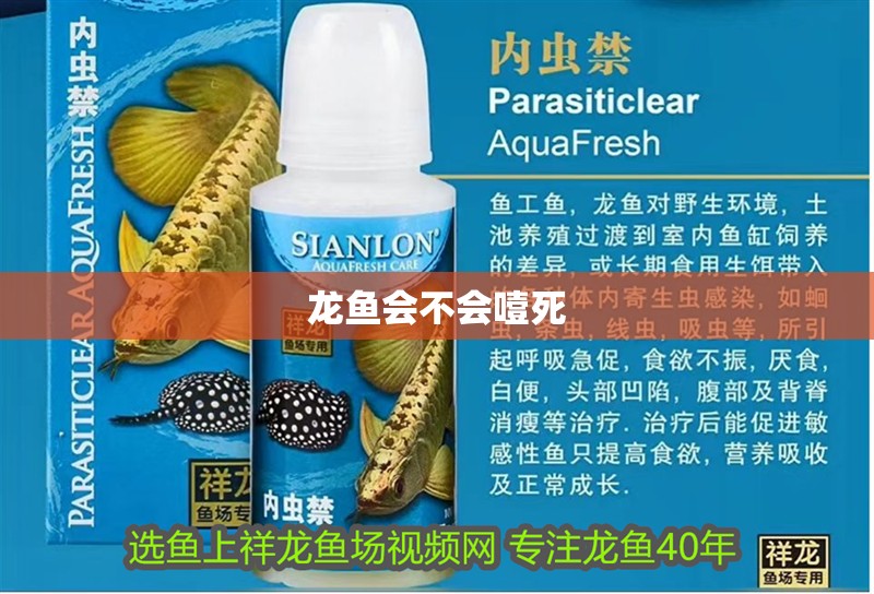 龍魚會不會噎死