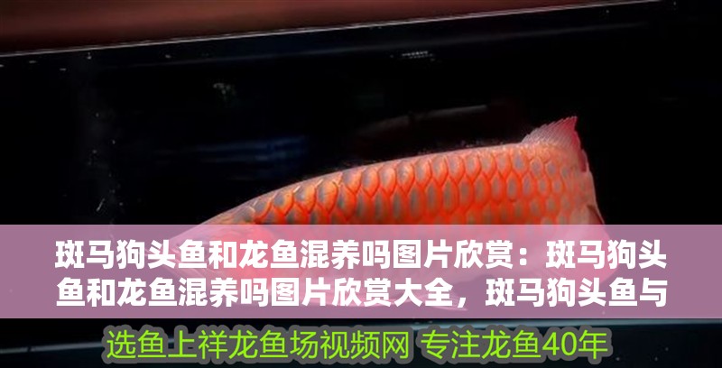 斑馬狗頭魚和龍魚混養嗎圖片欣賞：斑馬狗頭魚和龍魚混養嗎圖片欣賞大全，斑馬狗頭魚與龍魚混養