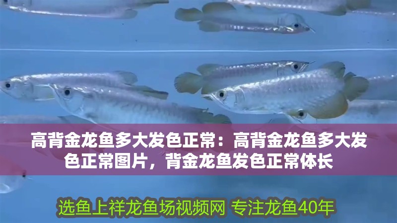 高背金龍魚多大發色正常:高背金龍魚多大發色正常圖片,背金龍魚發色正常體長 水族問答 高背金龍魚多大發色正常:高背金龍魚多大發色正常圖片,背金龍魚發色正常體長 高背金龍魚多大發色正常:高背金龍魚多大發色正常圖片,背金龍魚發色正常體長 水族問答