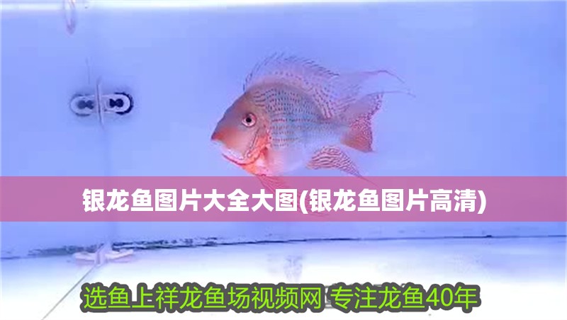 銀龍魚圖片大全大圖(銀龍魚圖片高清) 銀龍魚圖片大全大圖(銀龍魚圖片高清) 銀龍魚百科