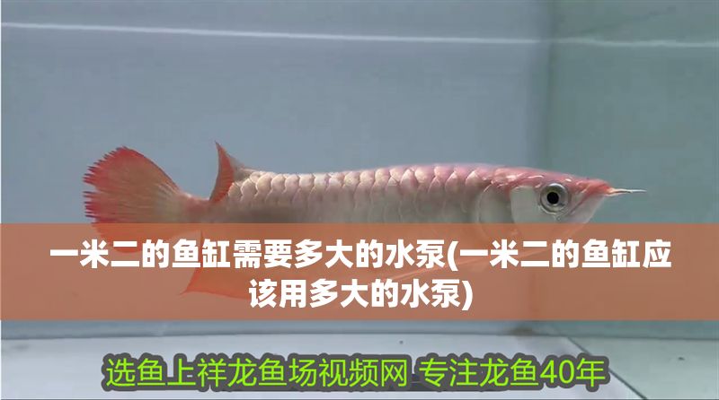 一米二的魚缸需要多大的水泵(一米二的魚缸應該用多大的水泵)