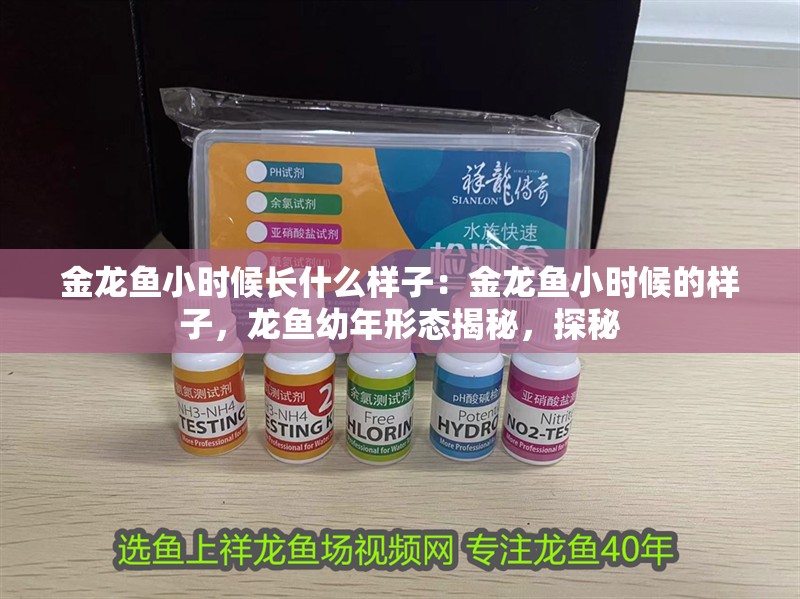 金龍魚小時候長什么樣子：金龍魚小時候的樣子，龍魚幼年形態揭秘，探秘 金龍魚小時候長什么樣子：金龍魚小時候的樣子，龍魚幼年形態揭秘，探秘 水族問答