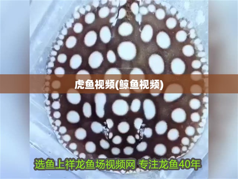虎魚視頻(鯨魚視頻)