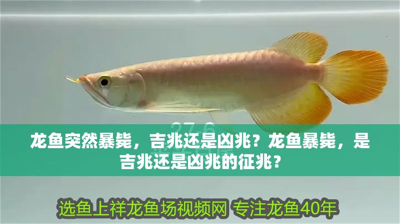 龍魚突然暴斃，吉兆還是兇兆？龍魚暴斃，是吉兆還是兇兆的征兆？