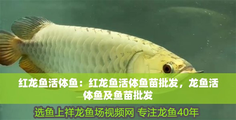 紅龍魚活體魚：紅龍魚活體魚苗批發(fā)，龍魚活體魚及魚苗批發(fā)