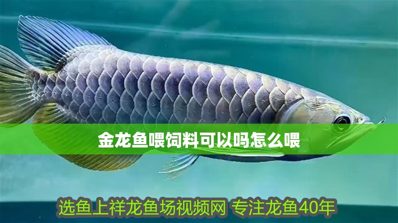 金龍魚喂飼料可以嗎怎么喂