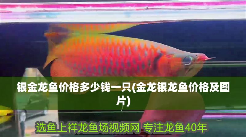 銀金龍魚價格多少錢一只(金龍銀龍魚價格及圖片)