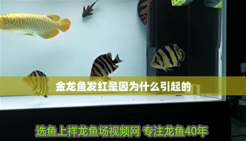 金龍魚發(fā)紅是因為什么引起的