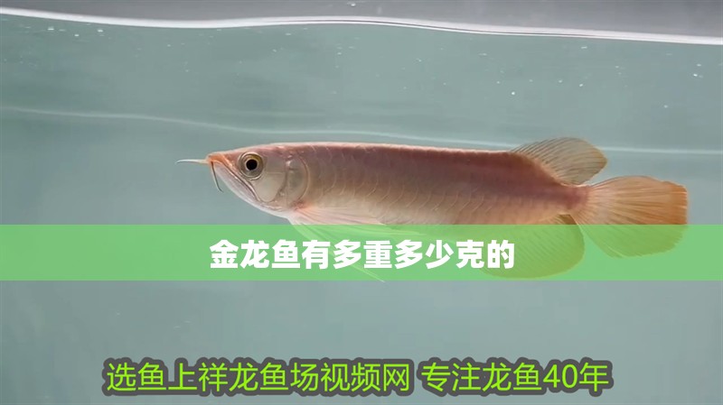 金龍魚有多重多少克的 金龍魚有多重多少克的 龍魚百科