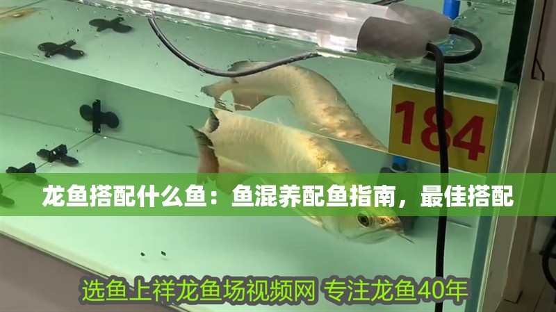 龍魚搭配什么魚：魚混養(yǎng)配魚指南，最佳搭配
