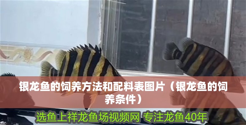 銀龍魚的飼養(yǎng)方法和配料表圖片（銀龍魚的飼養(yǎng)條件）