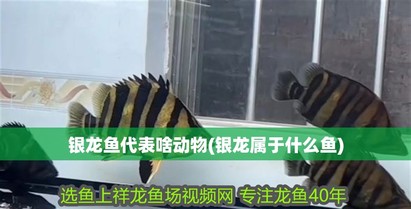 銀龍魚代表啥動物(銀龍屬于什么魚) 銀龍魚代表啥動物(銀龍屬于什么魚) 銀龍魚百科