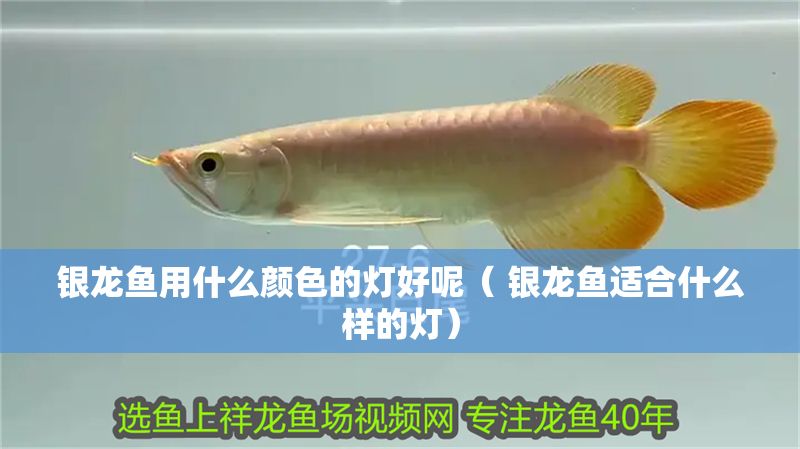 銀龍魚用什么顏色的燈好呢（ 銀龍魚適合什么樣的燈）