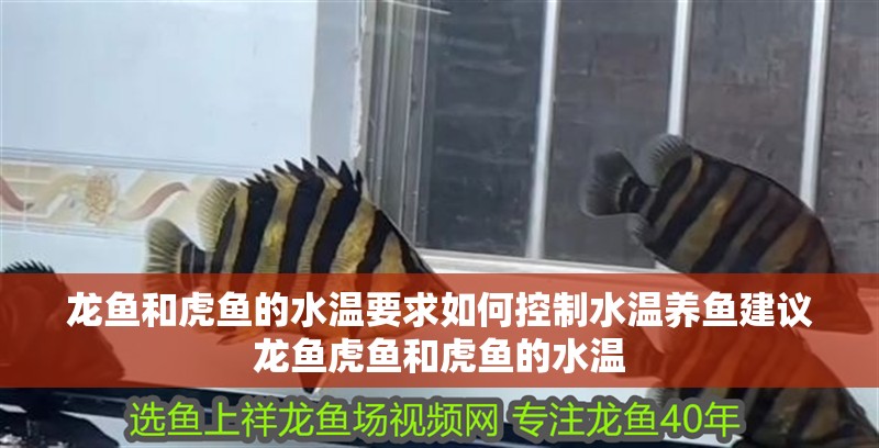 龍魚和虎魚的水溫要求如何控制水溫養魚建議龍魚虎魚和虎魚的水溫
