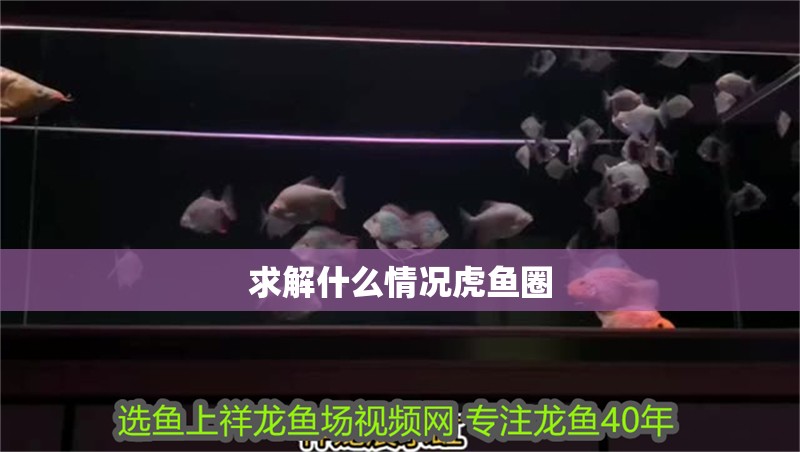 求解什么情況虎魚圈