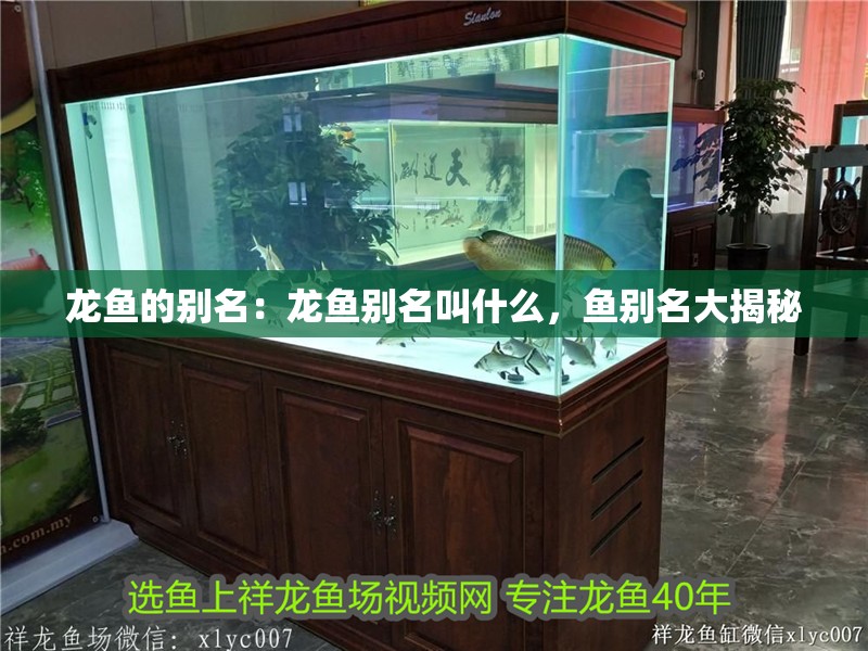 龍魚的別名：龍魚別名叫什么，魚別名大揭秘
