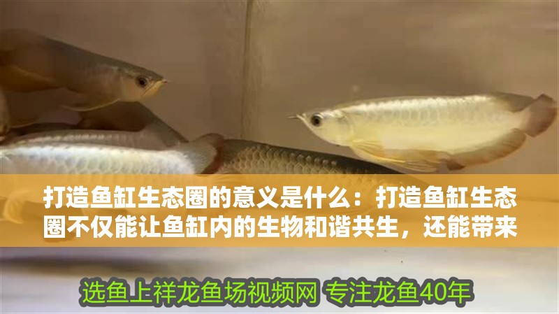 打造魚缸生態圈的意義是什么：打造魚缸生態圈不僅能讓魚缸內的生物和諧共生，還能帶來多重益處