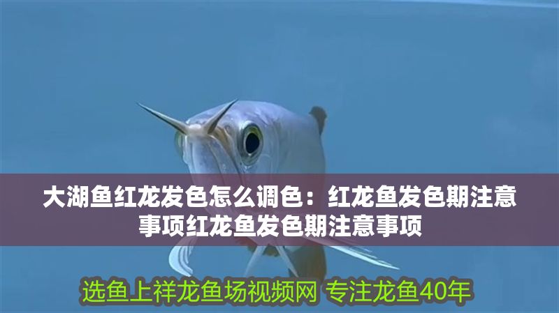 大湖魚紅龍發(fā)色怎么調(diào)色：紅龍魚發(fā)色期注意事項紅龍魚發(fā)色期注意事項