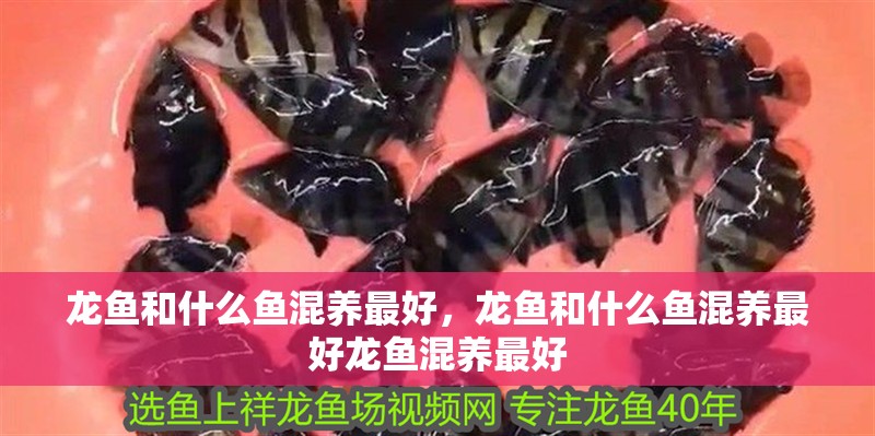龍魚和什么魚混養最好，龍魚和什么魚混養最好龍魚混養最好