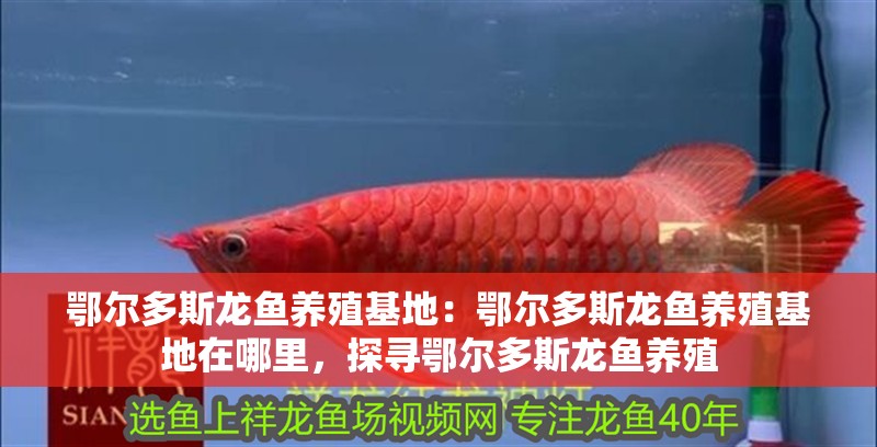鄂爾多斯龍魚養(yǎng)殖基地：鄂爾多斯龍魚養(yǎng)殖基地在哪里，探尋鄂爾多斯龍魚養(yǎng)殖