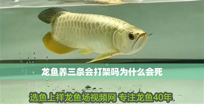 龍魚養(yǎng)三條會(huì)打架嗎為什么會(huì)死