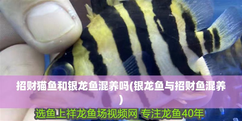 招財(cái)貓魚(yú)和銀龍魚(yú)混養(yǎng)嗎(銀龍魚(yú)與招財(cái)魚(yú)混養(yǎng))