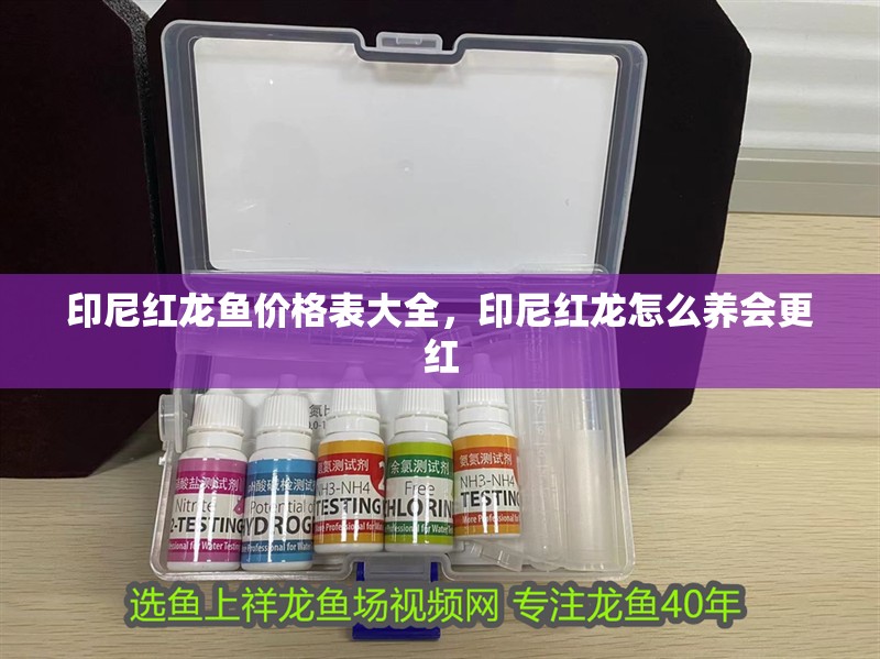 印尼紅龍魚價格表大全，印尼紅龍怎么養會更紅 印尼紅龍魚價格表大全，印尼紅龍怎么養會更紅 紅龍魚百科