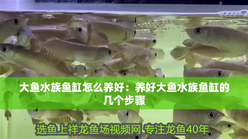 大魚水族魚缸怎么養好：養好大魚水族魚缸的幾個步驟 大魚水族魚缸怎么養好：養好大魚水族魚缸的幾個步驟 魚缸百科