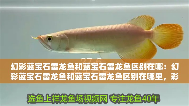 幻彩藍(lán)寶石雷龍魚和藍(lán)寶石雷龍魚區(qū)別在哪：幻彩藍(lán)寶石雷龍魚和藍(lán)寶石雷龍魚區(qū)別在哪里，彩藍(lán)寶石雷龍魚與藍(lán)寶石雷龍 幻彩藍(lán)寶石雷龍魚和藍(lán)寶石雷龍魚區(qū)別在哪：幻彩藍(lán)寶石雷龍魚和藍(lán)寶石雷龍魚區(qū)別在哪里，彩藍(lán)寶石雷龍魚與藍(lán)寶石雷龍 水族問答