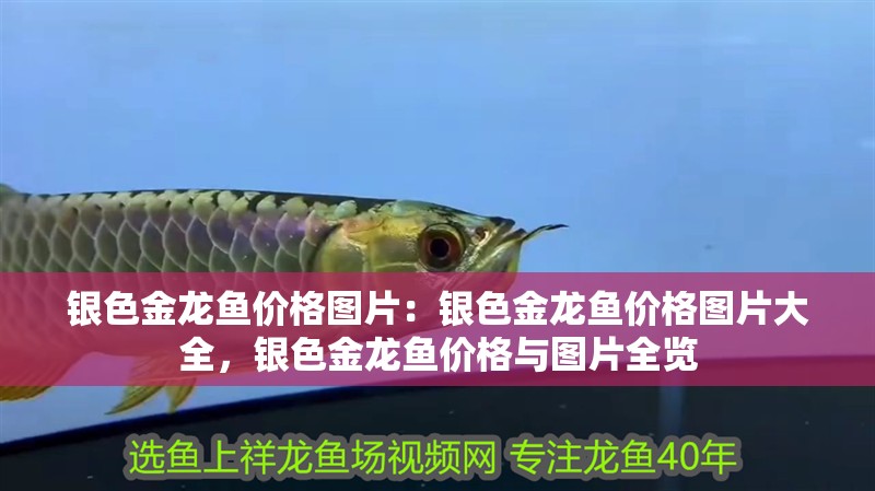 銀色金龍魚價格圖片：銀色金龍魚價格圖片大全，銀色金龍魚價格與圖片全覽 銀色金龍魚價格圖片：銀色金龍魚價格圖片大全，銀色金龍魚價格與圖片全覽 水族問答