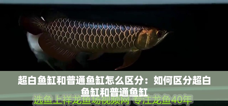 超白魚缸和普通魚缸怎么區分：如何區分超白魚缸和普通魚缸
