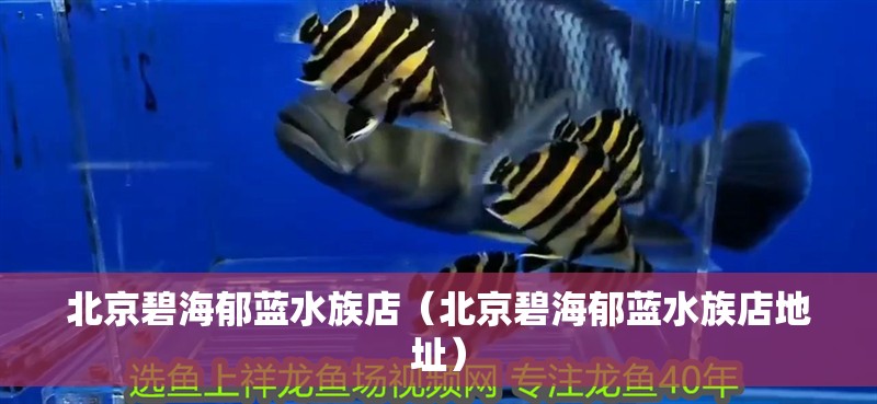 北京碧海郁藍水族店（北京碧海郁藍水族店地址） 北京碧海郁藍水族店（北京碧海郁藍水族店地址） 全國水族館企業名錄 第2張