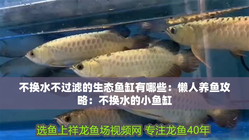 不換水不過濾的生態魚缸有哪些：懶人養魚攻略：不換水的小魚缸 不換水不過濾的生態魚缸有哪些：懶人養魚攻略：不換水的小魚缸 魚缸百科