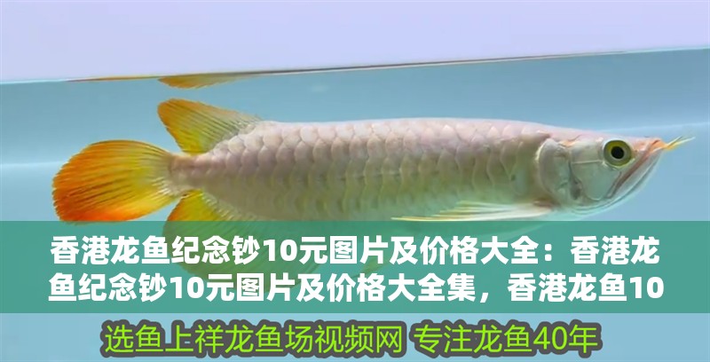 香港龍魚紀(jì)念鈔10元圖片及價(jià)格大全：香港龍魚紀(jì)念鈔10元圖片及價(jià)格大全集，香港龍魚10元紀(jì)念鈔圖片