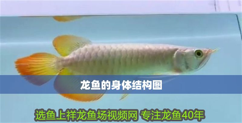 龍魚的身體結構圖
