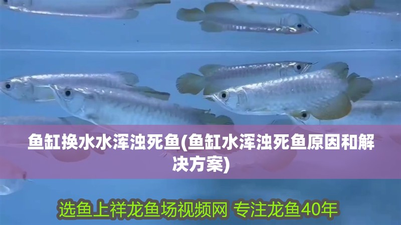 魚缸換水水渾濁死魚(魚缸水渾濁死魚原因和解決方案)