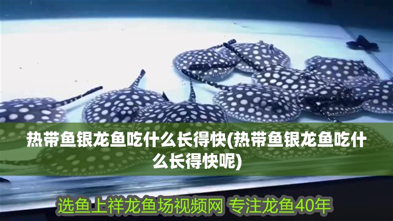 我的虎魚真菌感染了要怎么處理 熱帶魚銀龍魚吃什么長(zhǎng)得快(熱帶魚銀龍魚吃什么長(zhǎng)得快呢) 銀龍魚百科 熱帶魚銀龍魚吃什么長(zhǎng)得快(熱帶魚銀龍魚吃什么長(zhǎng)得快呢) 熱帶魚銀龍魚吃什么長(zhǎng)得快(熱帶魚銀龍魚吃什么長(zhǎng)得快呢) 銀龍魚百科