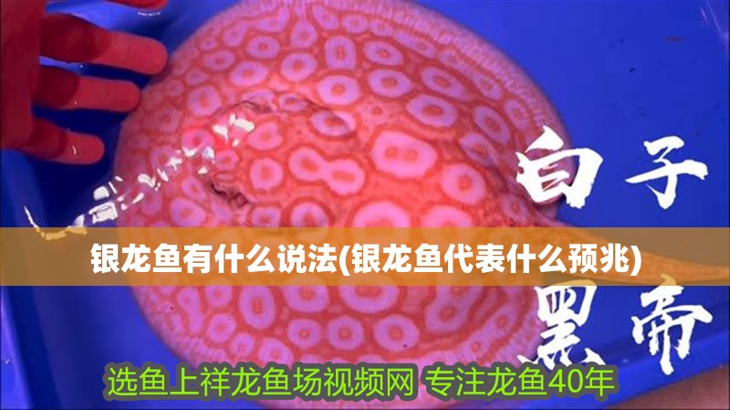 銀龍魚有什么說法(銀龍魚代表什么預兆)