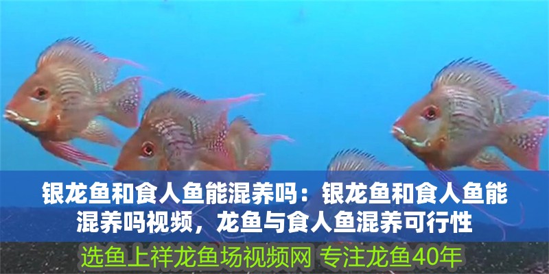 銀龍魚和食人魚能混養嗎：銀龍魚和食人魚能混養嗎視頻，龍魚與食人魚混養可行性 銀龍魚和食人魚能混養嗎：銀龍魚和食人魚能混養嗎視頻，龍魚與食人魚混養可行性 水族問答