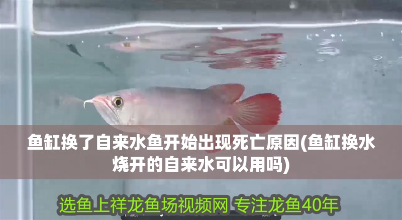 魚缸換了自來水魚開始出現死亡原因(魚缸換水燒開的自來水可以用嗎)