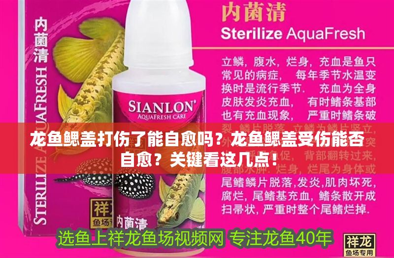 龍魚鰓蓋打傷了能自愈嗎？龍魚鰓蓋受傷能否自愈？關(guān)鍵看這幾點！