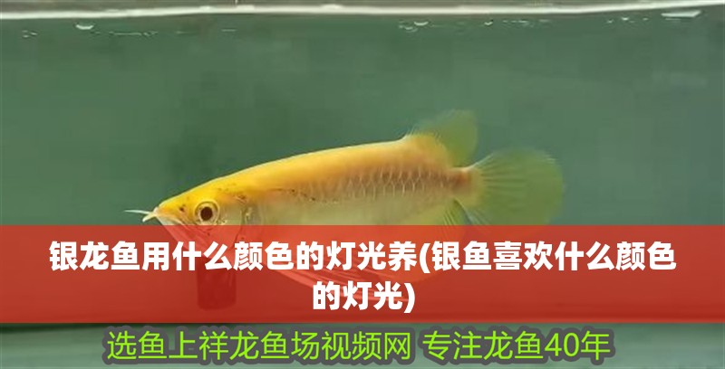 銀龍魚用什么顏色的燈光養(yǎng)(銀魚喜歡什么顏色的燈光)