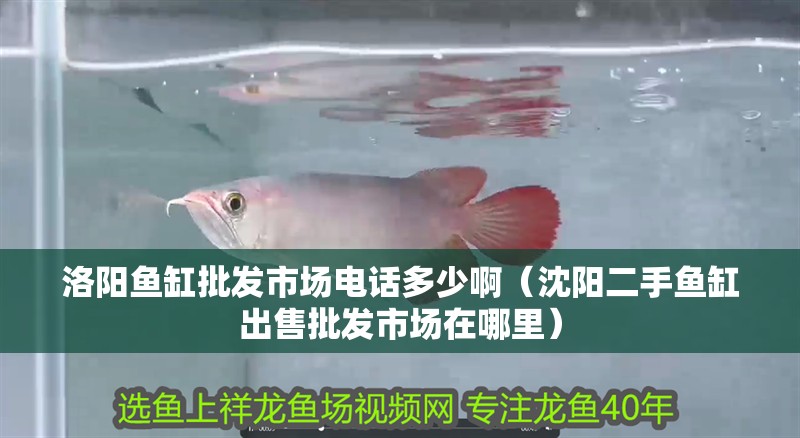 洛陽(yáng)魚缸批發(fā)市場(chǎng)電話多少啊（沈陽(yáng)二手魚缸出售批發(fā)市場(chǎng)在哪里） 洛陽(yáng)魚缸批發(fā)市場(chǎng)電話多少啊（沈陽(yáng)二手魚缸出售批發(fā)市場(chǎng)在哪里） 紅龍魚百科