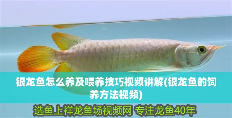 銀龍魚怎么養及喂養技巧視頻講解(銀龍魚的飼養方法視頻)