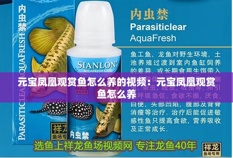 元寶鳳凰觀賞魚(yú)怎么養(yǎng)的視頻：元寶鳳凰觀賞魚(yú)怎么養(yǎng)