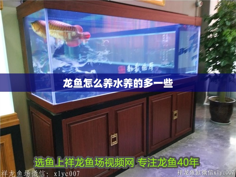 龍魚怎么養(yǎng)水養(yǎng)的多一些