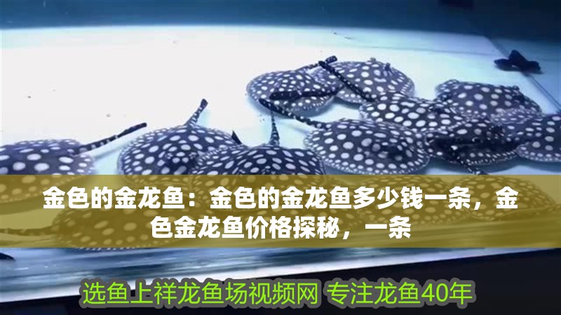金色的金龍魚：金色的金龍魚多少錢一條，金色金龍魚價格探秘，一條