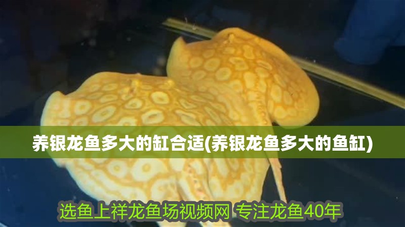 養銀龍魚多大的缸合適(養銀龍魚多大的魚缸)